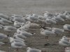 Caspian Gull at Canvey Wick (Steve Arlow) (146679 bytes)